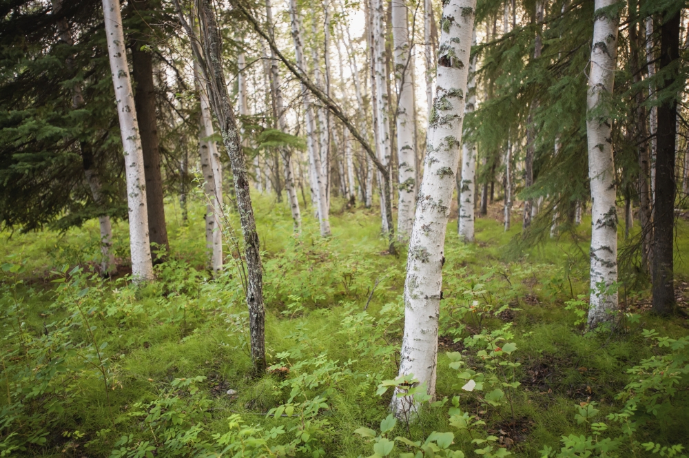 Scenic View of Trees & Forest Understory at Chena Lakes Recreation Area Interior Alaska Poster Print