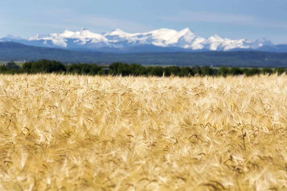 Golden Barley Field with A Row of Trees in The Distance & Snow Covered Mountains in The Background with Blue Sky Poster Print - 38 x 24 in. - Large