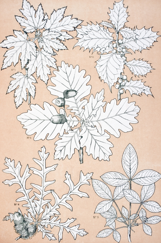 Leaves & Flowers From Nature No 5 Plate Xcv From the Grammar of Ornament by Owen Jones Published by Day & Son London 1 Poster Print, 11 x 17