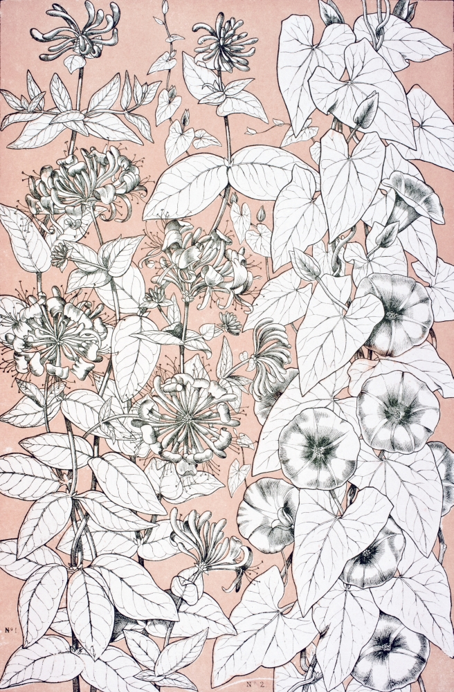 Leaves & Flowers From Nature No 9 Plate Xcix From the Grammar of Ornament by Owen Jones Published by Day & Son London Poster Print - 11 x 18