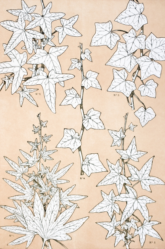 Leaves & Flowers From Nature No 3 Plate Xciii From the Grammar of Ornament by Owen Jones Published by Day & Son London Poster Print, 24 x 36