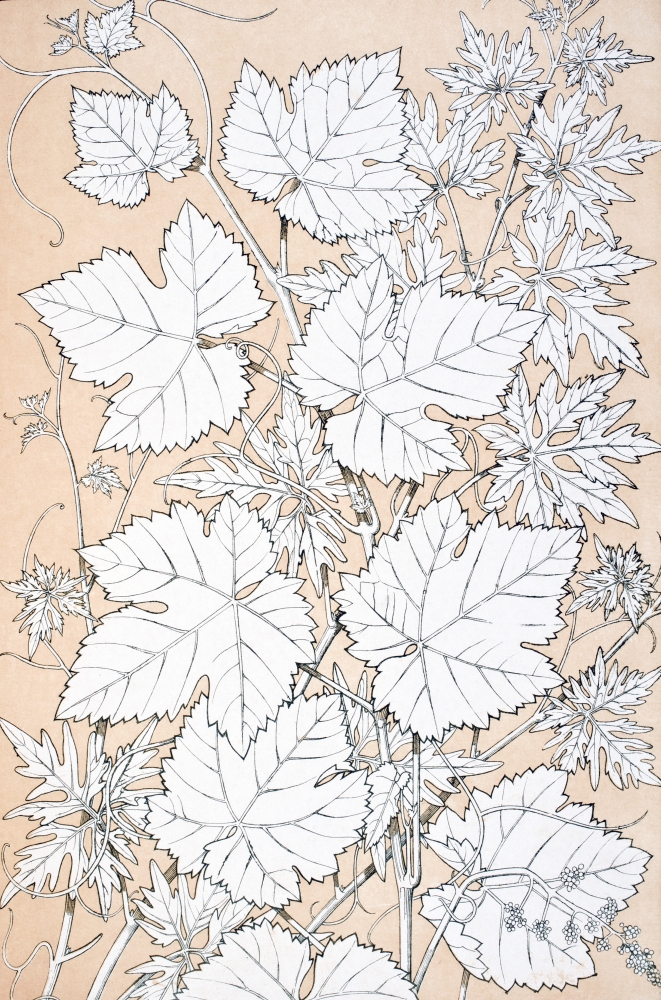 Leaves & Flowers From Nature No 2 Plate Xcii From the Grammar of Ornament by Owen Jones Published by Day & Son London Poster Print, 22 x 36