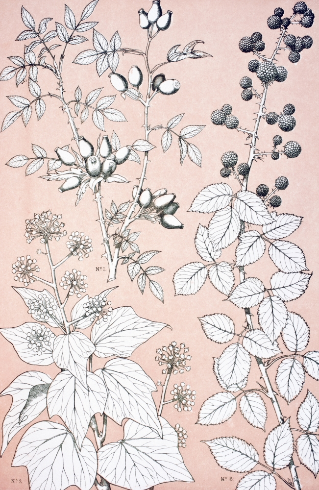 Leaves & Flowers From Nature No 6 Plate Xcvi From the Grammar of Ornament by Owen Jones Published by Day & Son London Poster Print, 22 x 36