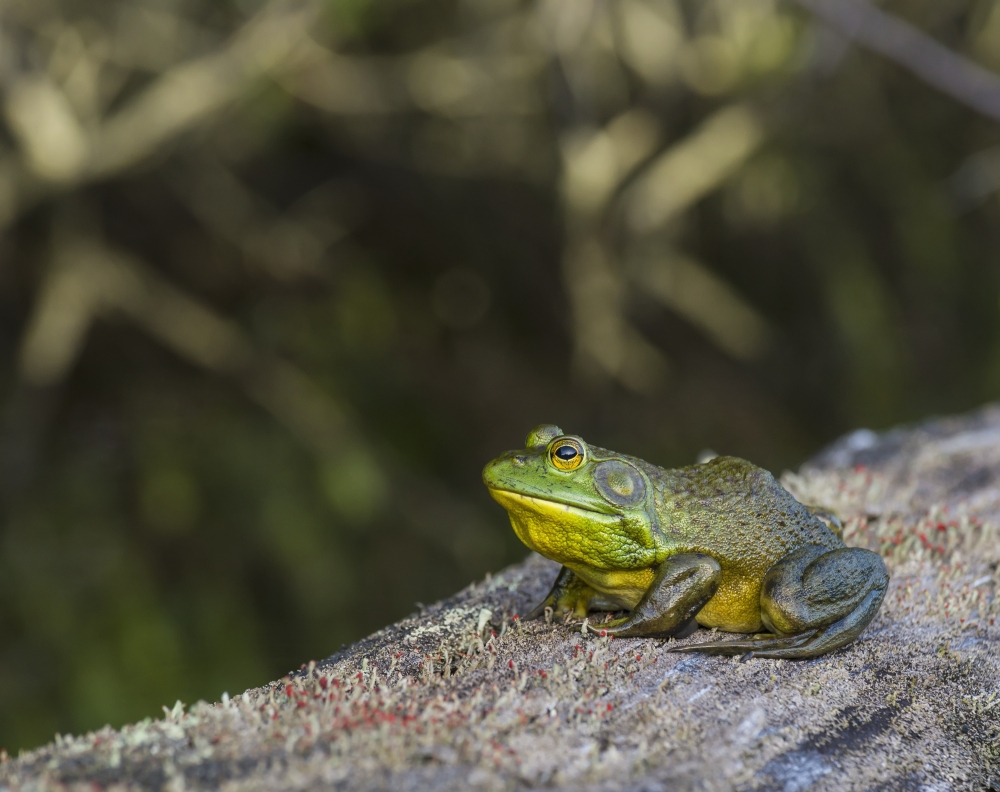 Frog Resting on A Log - Ontario Canada Poster Print - 34 x 26 in. - Large