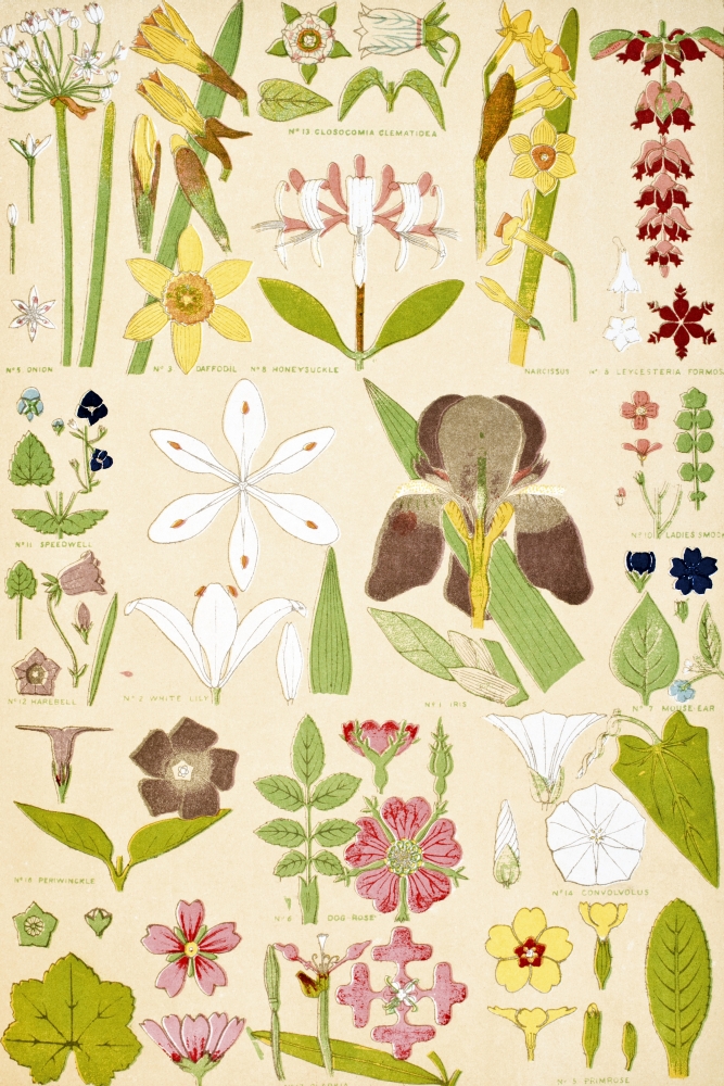 Leaves & Flowers From Nature No 8 Plate Xcviii From the Grammar of Ornament by Owen Jones Published by Day & Son Londo Poster Print, 12 x 18