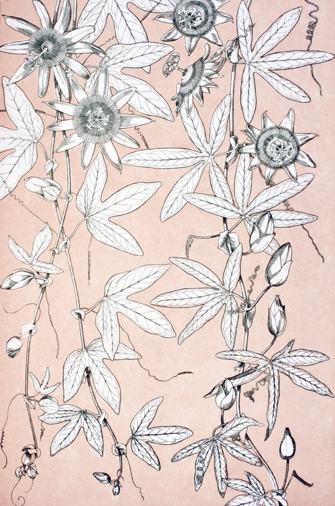 Leaves & Flowers From Nature No 10 Plate C From the Grammar of Ornament by Owen Jones Published by Day & Son London 18 Poster Print - 11 x 18