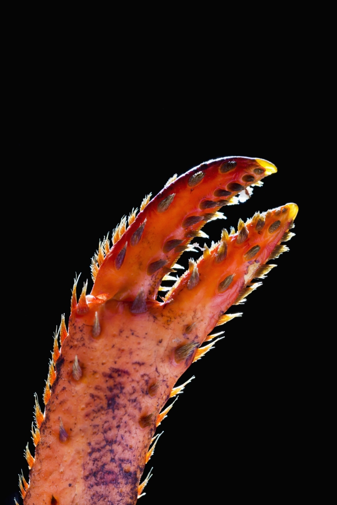 Close Up of A Lobster Claw Against A Black Background - Calgary Alberta Canada Poster Print - 12 x 19 in.
