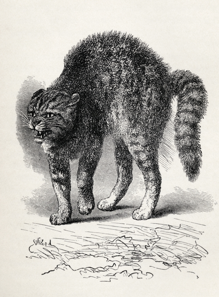 Cat Terrified At A Dog Illustration From Life by Mr Wood From the Book the Expression of the Emotions In Man & Anima 1 Poster Print - 12 x 17