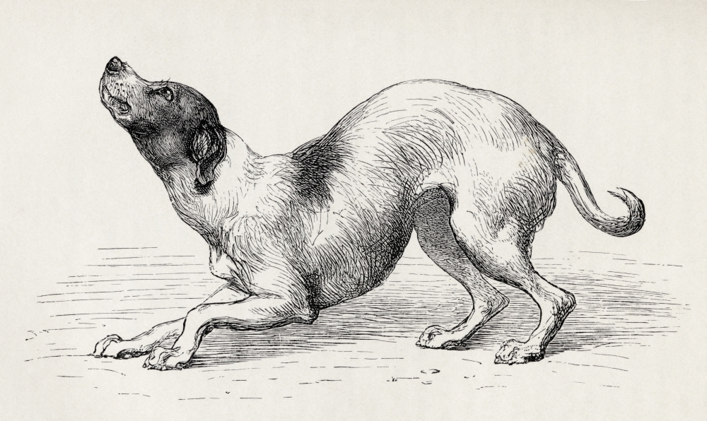 Dog In A Humble & Affectionate Frame of Mind Illustration by Mr Riviere From the Book the Expression of the Emotions 1 Poster Print, 19 x 11