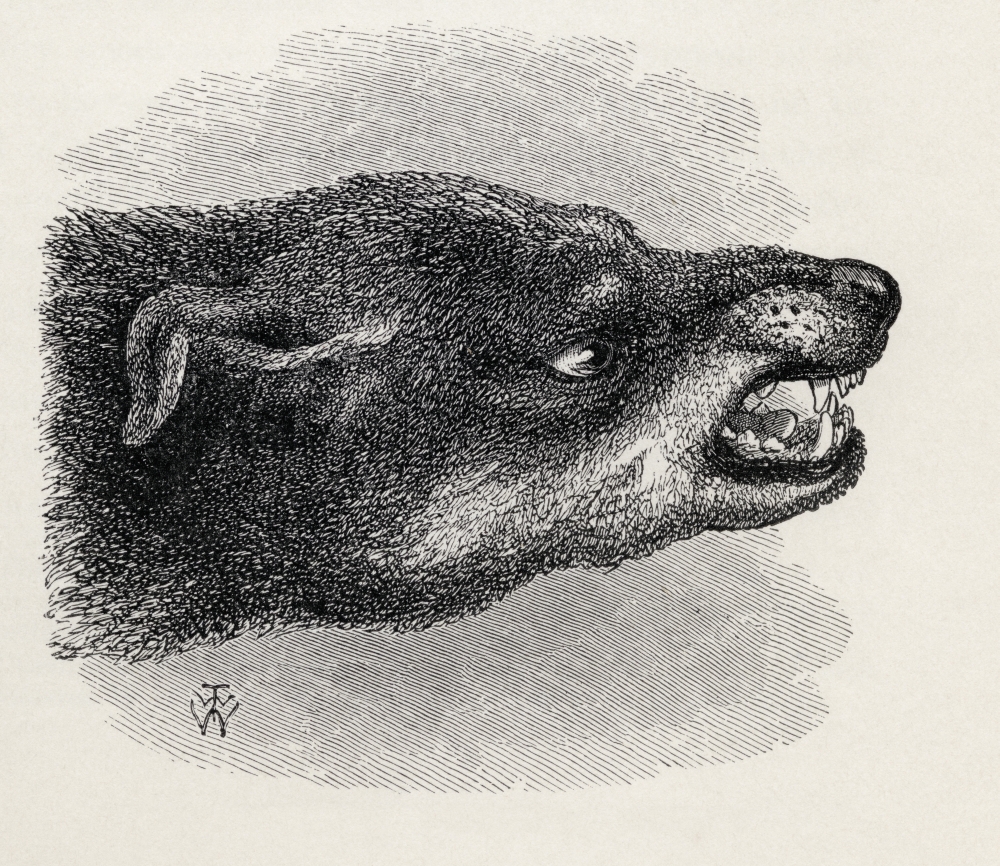 Head of Snarling Dog Illustration Drawn From Life by Mr Wood From the Book the Expression of the Emotions In Man & A 1 Poster Print, 15 x 13
