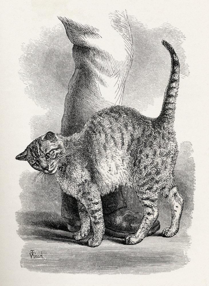 Cat In An Affectionate Frame of Mind Illustration by Mr Wood From the Book the Expression of the Emotions In Man & An Poster Print, 24 x 34
