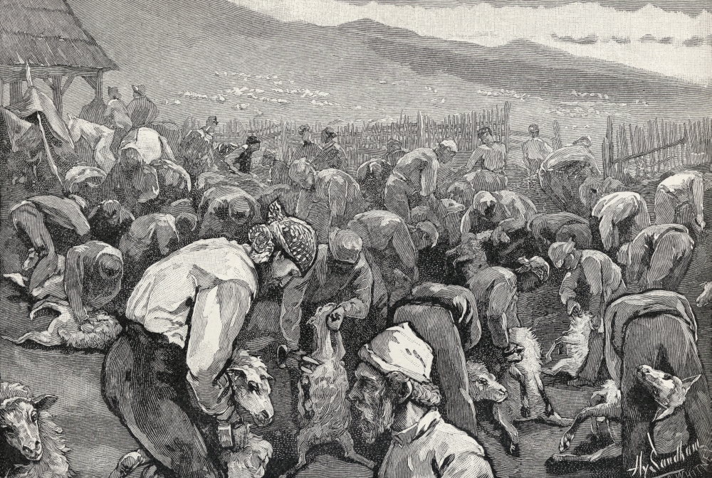 Sheepshearing In Southern California United States of America From the Book the Century Illustrated Monthly Magazine May Poster Print - 17 x 11