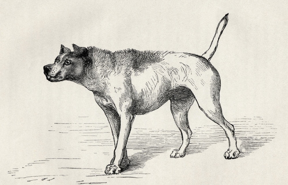 Dog Approaching Another Dog with Hostile Intentions Illustration by Mr Riviere From the Book the Expression of the Emot Poster Print, 18 x 11