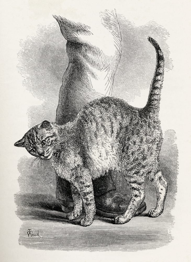 Cat In An Affectionate Frame of Mind Illustration by Mr Wood From the Book the Expression of the Emotions In Man & An Poster Print, 12 x 17