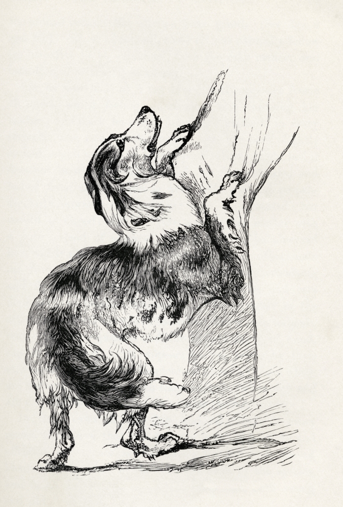 DPI1862843 Half Bred Shepherd Dog Caressing His Master. Illustration by Mr. A. May From the Poster Print, 12 x 17
