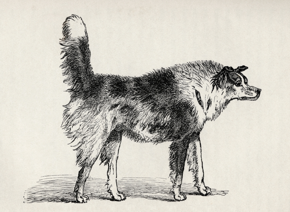 Half Bred Shepherd Dog with Hostile Intentions. Illustration by Mr. A. May From Poster Print