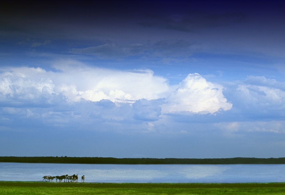 Horses by Lake on Overcast Day Poster Print - 16 x 11