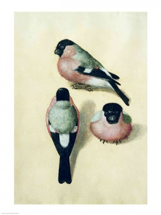 Picture of Posterazzi BALXIR221442 Three Studies of A Bullfinch Poster Print by Albrecht Durer - 18 x 24 in.