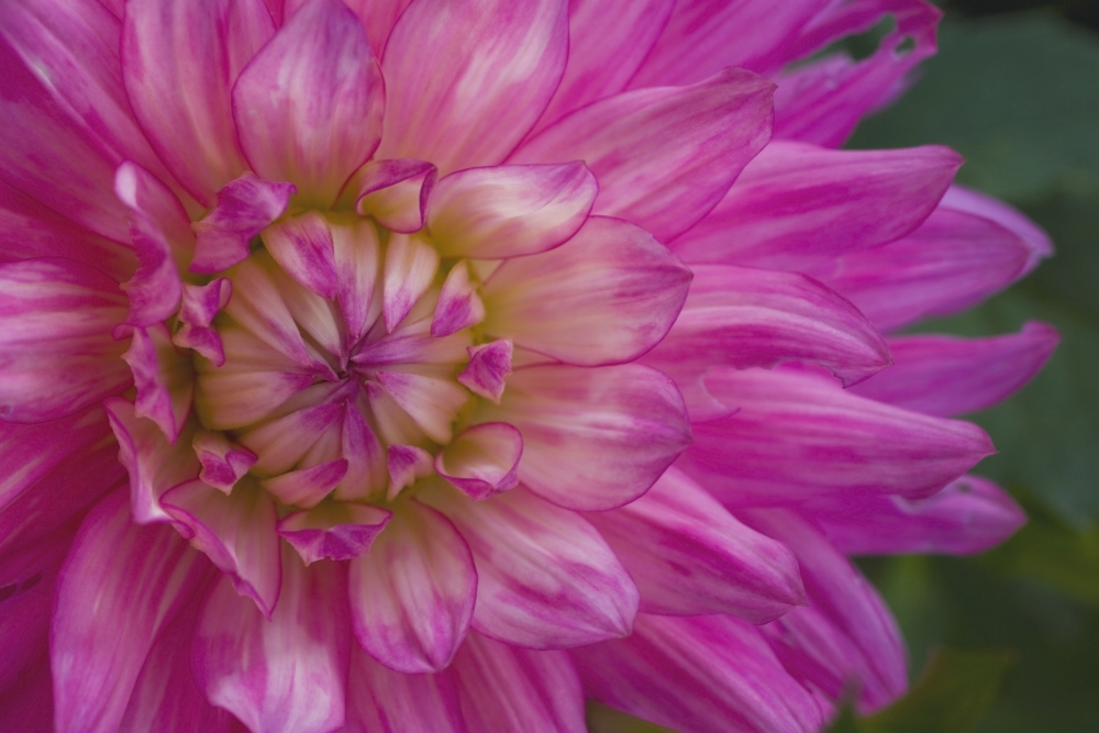 Pink Flower Poster Print - 18 x 12