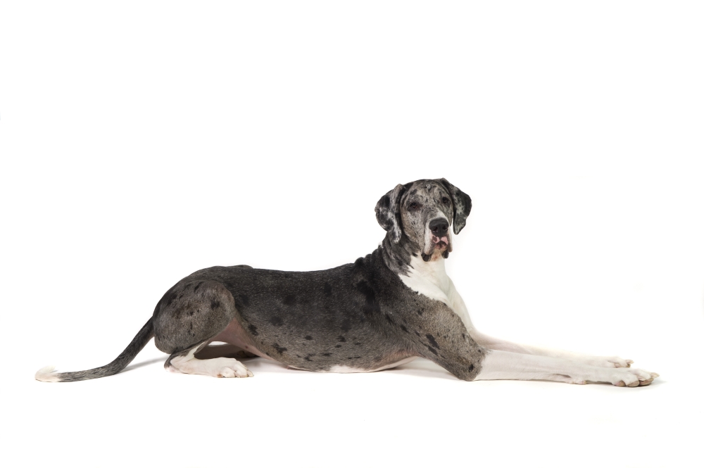 Great Dane Dog Poster Print - 18 x 12