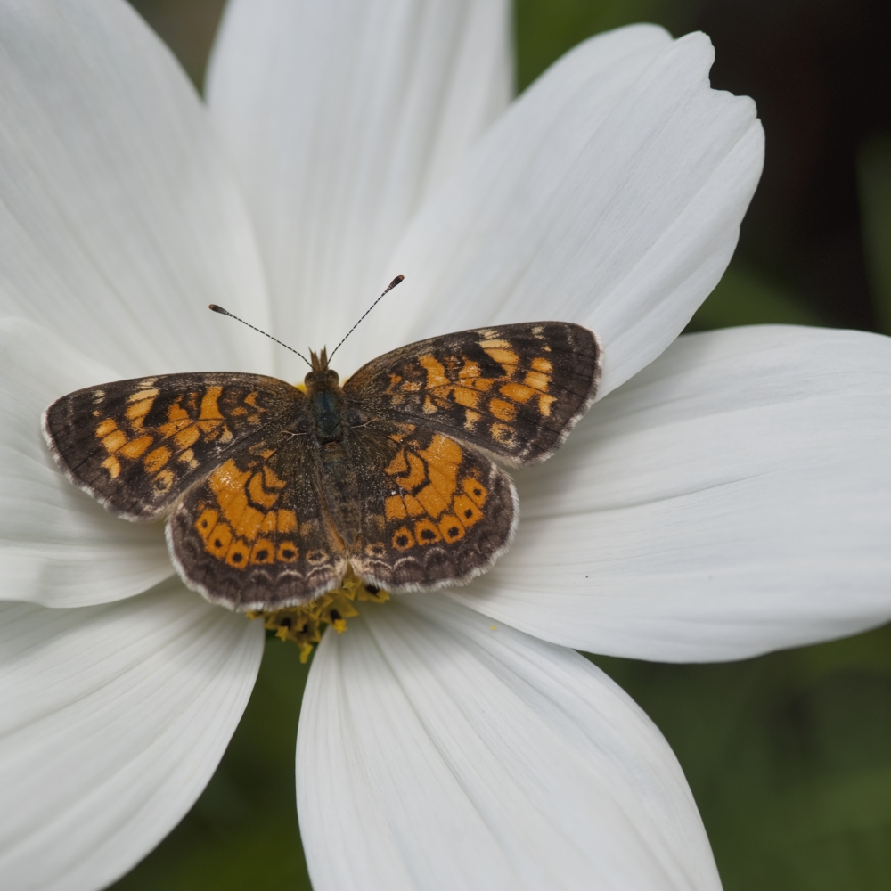 Butterfly on White Flower Poster Print, 15 x 15