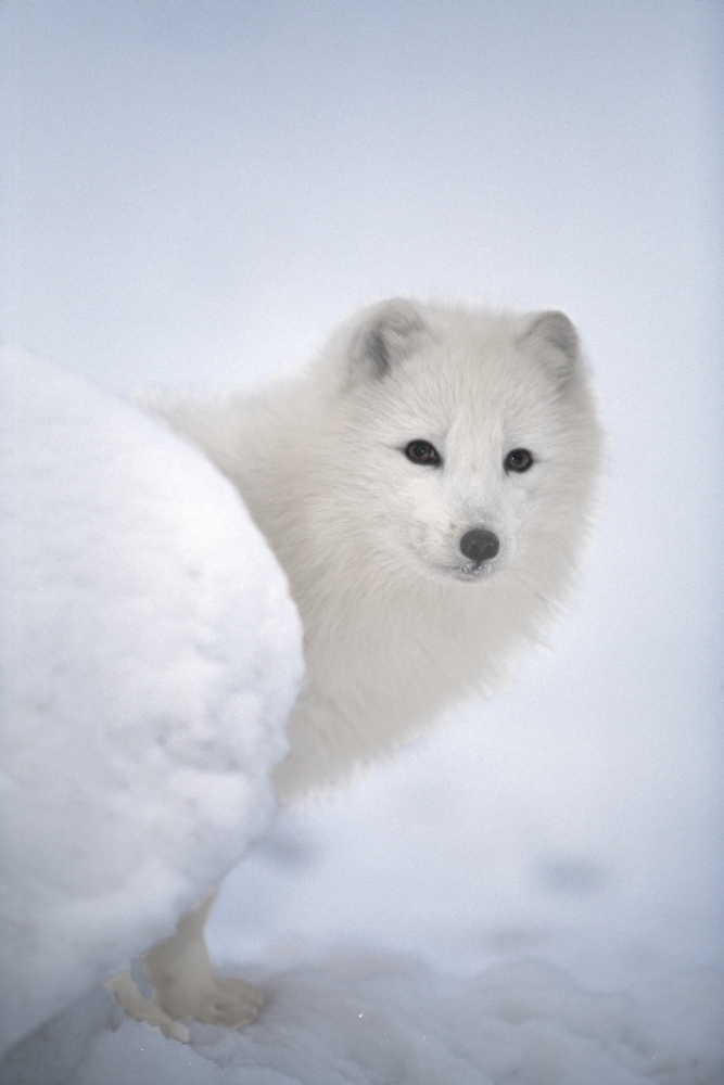 Arctic Fox Exploring Fresh Snow - Alaska USA Poster Print, 12 x 19