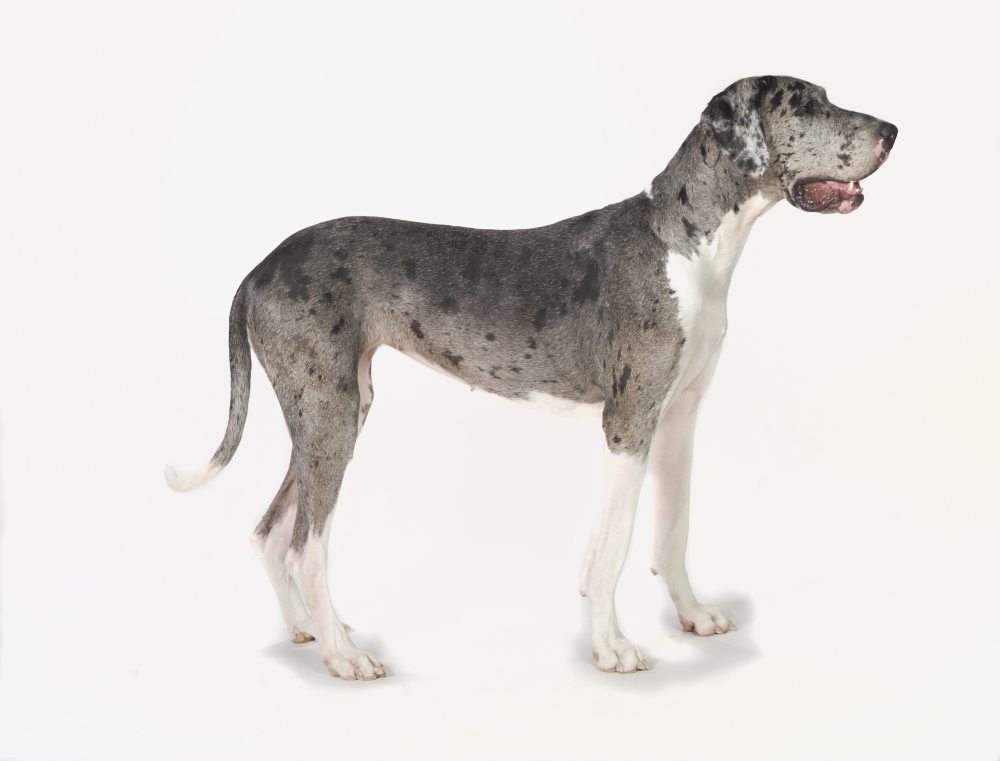 Great Dane Dog Poster Print 34 x 26