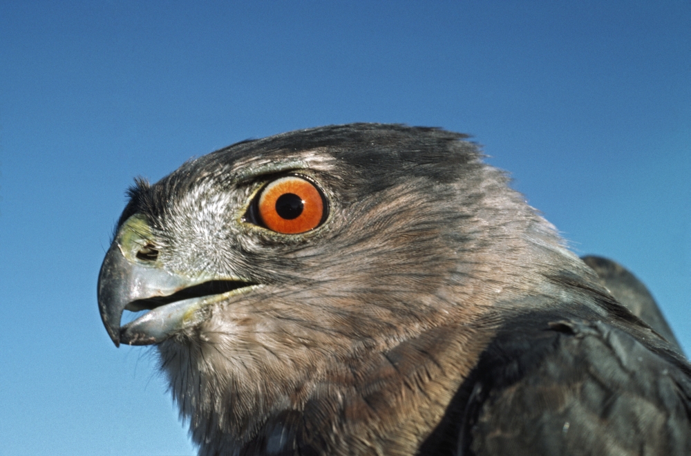 DPI1865279 Coopers Hawk Accipiter Cooperii - Monzano Mountains New Mexico USA Poster Print, 19 x 12