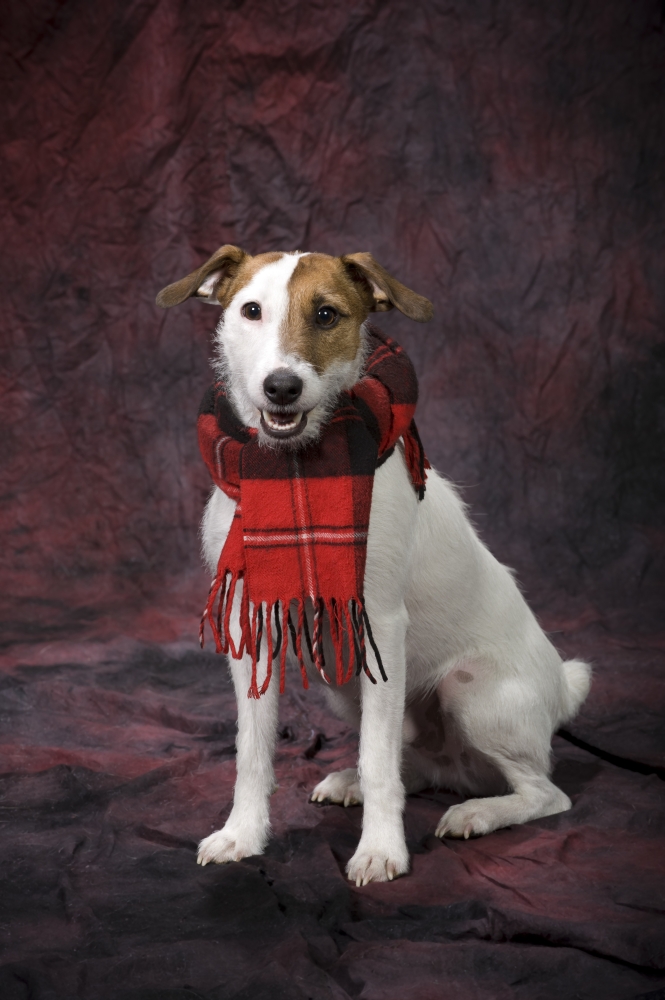 Dog with A Scarf Poster Print, 24 x 38