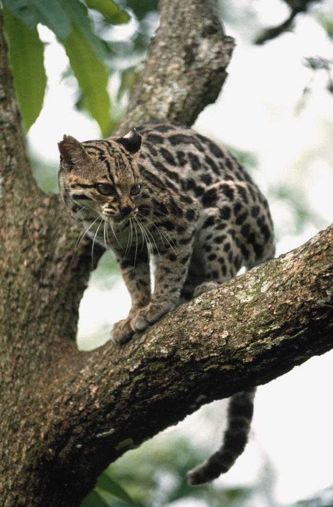 Margay Leopardus Wiedii In A Tree Poster Print, 24 x 38