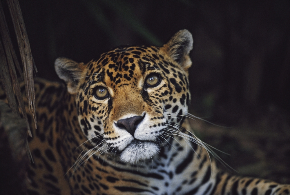 Jaguar Panthera Onca - Belize Poster Print - 19 x 12