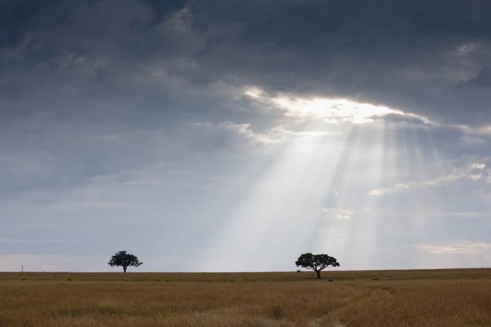 Acacia Trees Kenya Africa Poster Print, 36 x 24