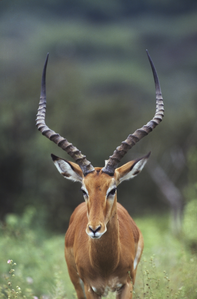 Impala Aepyceros Melampus Buck Poster Print, 24 x 38