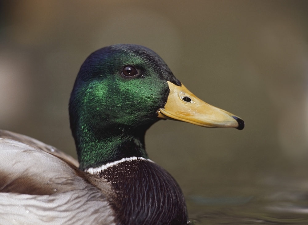 Mallard Drake Head Portrait Poster Print, 36 x 26