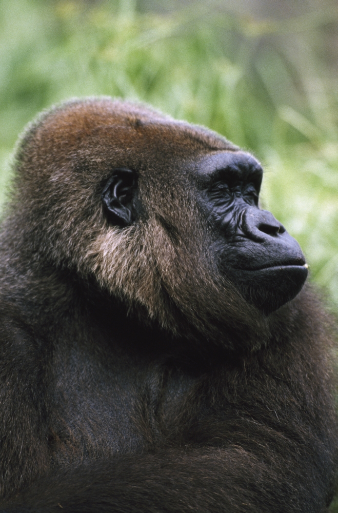 DPI1865453LARGE Gorilla Profile Portrait - Captive Native to Rainforest Region of Western Africa Poster Print, 24 x 38