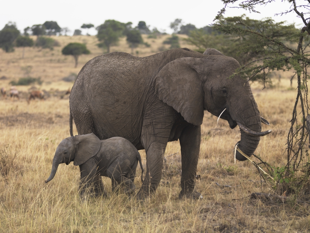 Mother & Baby Elephant Poster Print, 34 x 26
