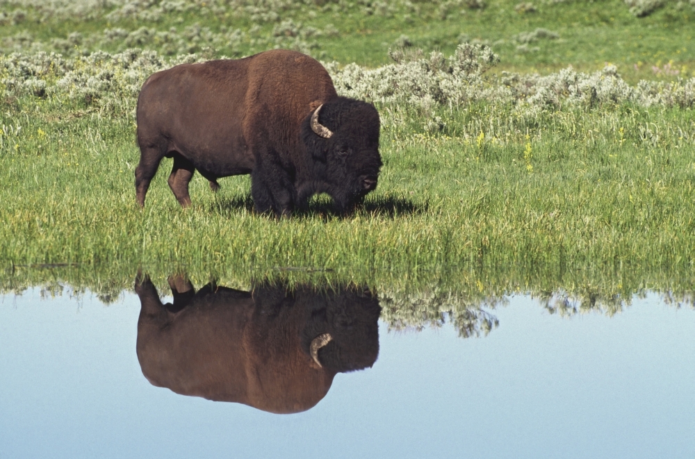DPI1865868LARGE Bison Bison Bison on Grassy Meadow with Reflection In Pool Poster Print, 38 x 24