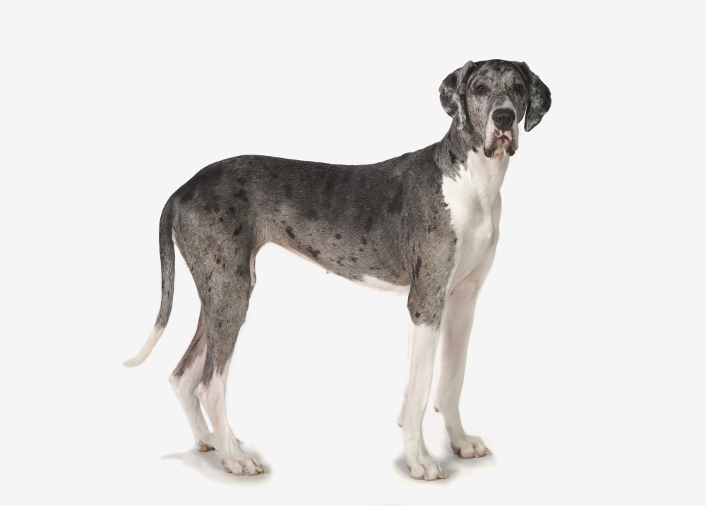 Great Dane Dog Poster Print, 36 x 26