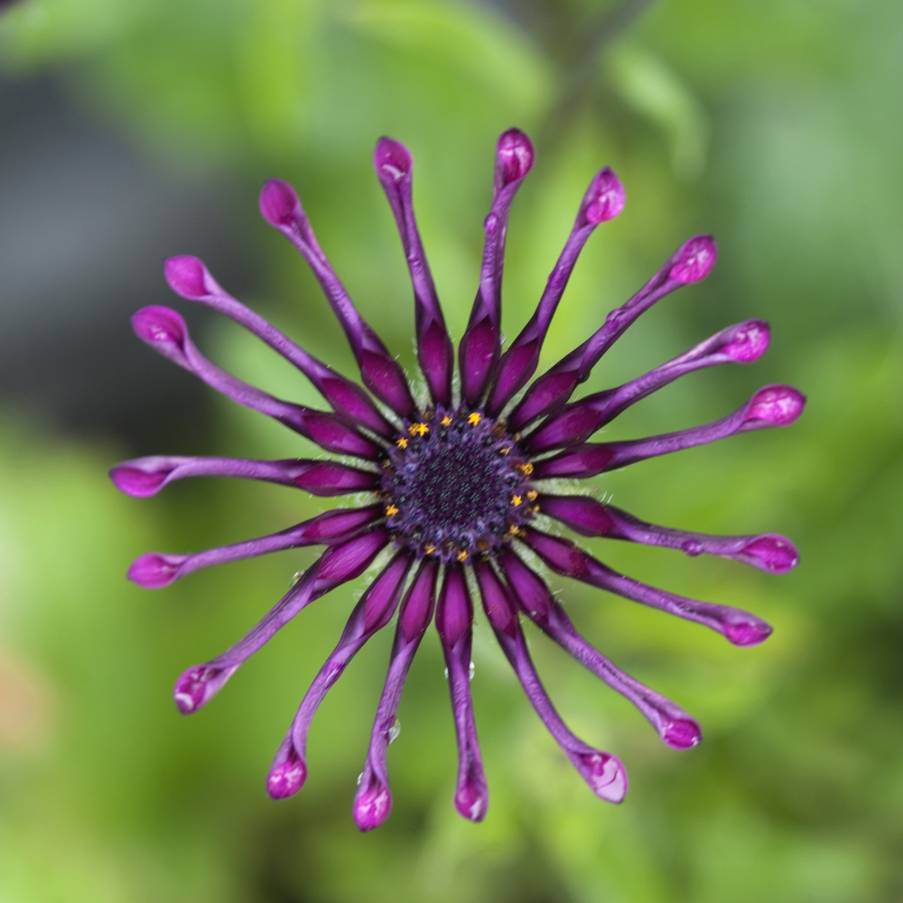 Purple Flower In Bloom Poster Print, 24 x 24
