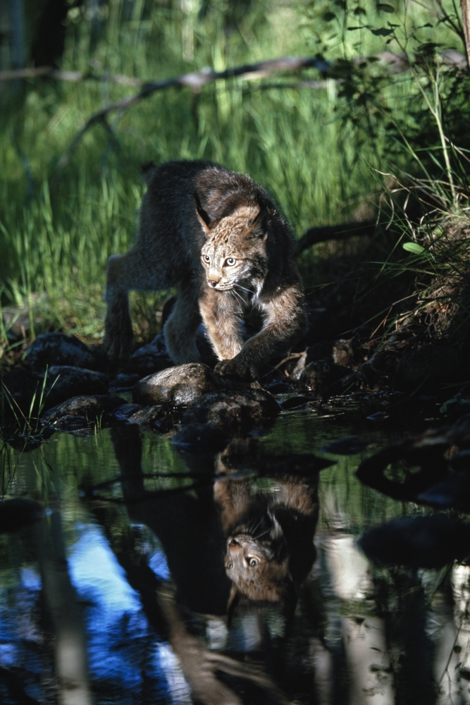 Reflection of Lynx In Stream - Idaho USA Poster Print