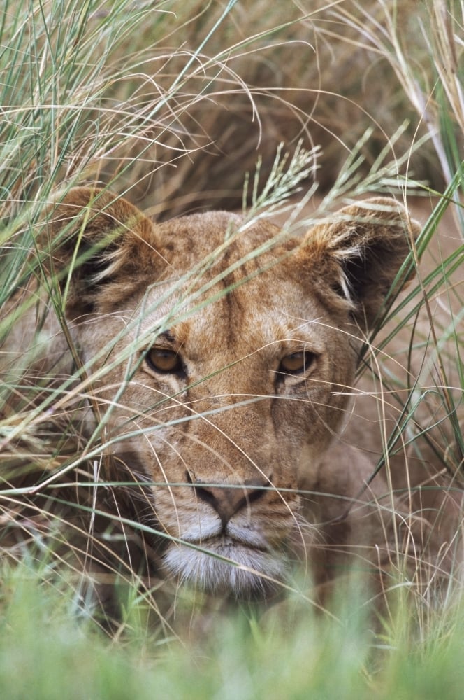 Lioness Peering Through Grass Africa Poster Print, 24 x 38