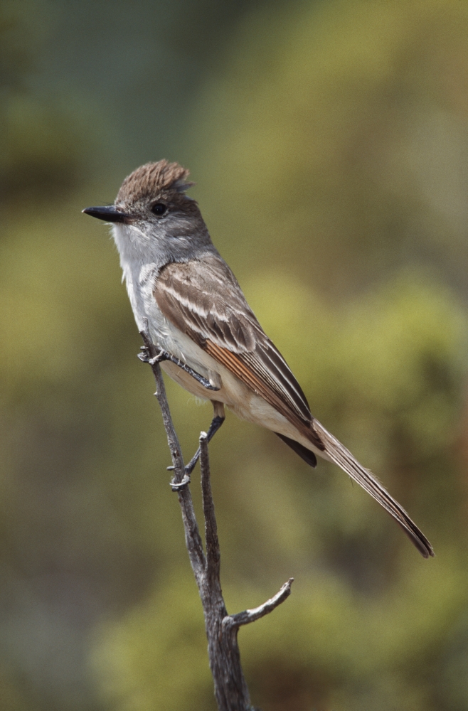 Ash-Throated Flycatcher Perched on Twig Poster Print, 24 x 38