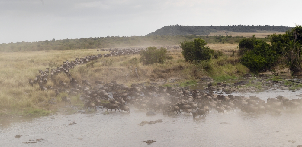 Wildebeest Kenya Africa Poster Print, 42 x 20