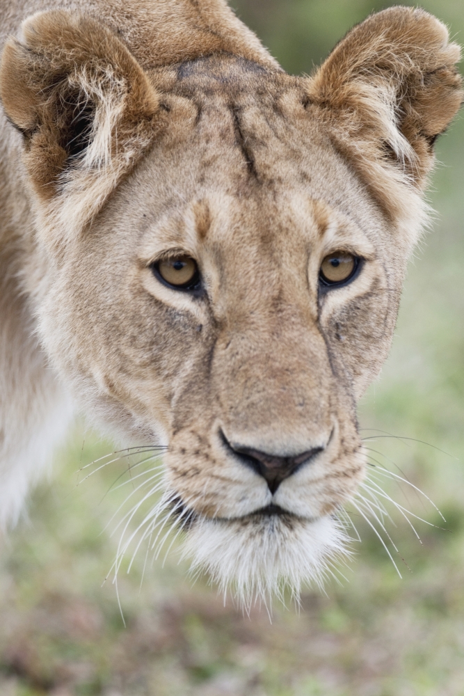 Lioness Poster Print - 24 x 36