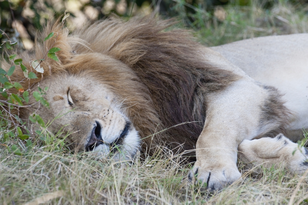 Lion Poster Print, 36 x 24