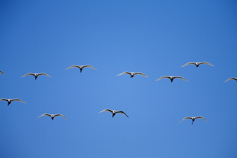 Cattle Egrets Bubulcus Ibis Flying In Open Flock Poster Print, 38 x 24