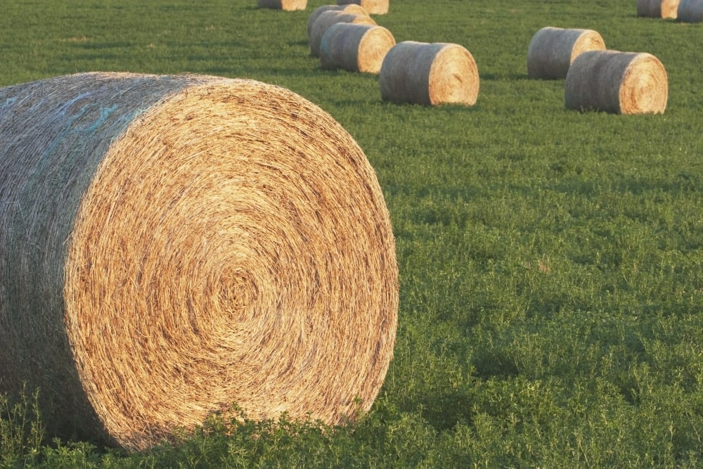 Hay Bales In Green Alfalfa Field Alberta Canada Poster Print