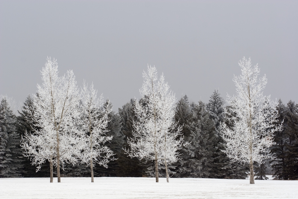Frost on Trees Calgary Alberta Canada Poster Print - 19 x 12