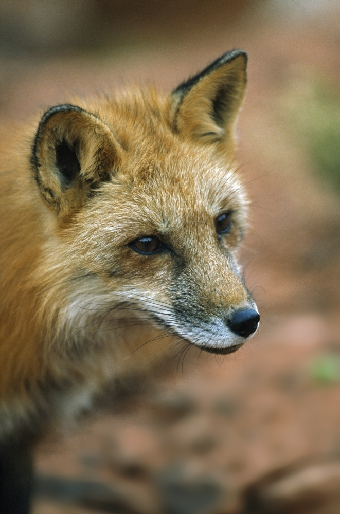 Red Fox Vulpes Vulpes Utah USA Poster Print, 12 x 18