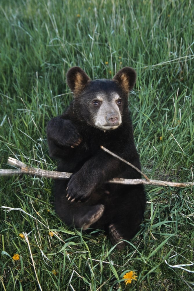A Bear Cub - Montana USA Poster Print - 24 x 38